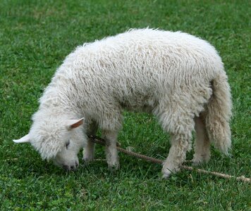 Wool fleece livestock photo