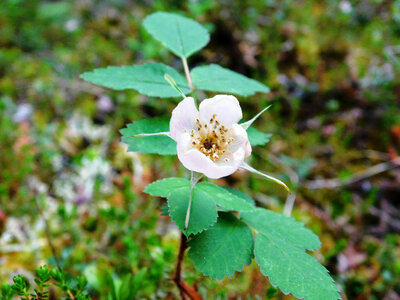 Berry plant