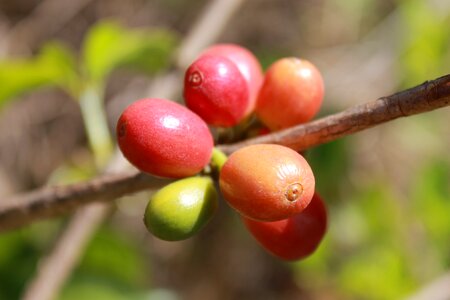 Coffee coffee bean grain