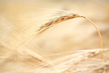 Nature cereal ear photo