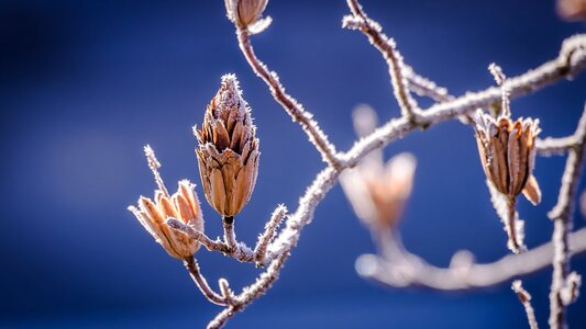 Branch frost cold photo