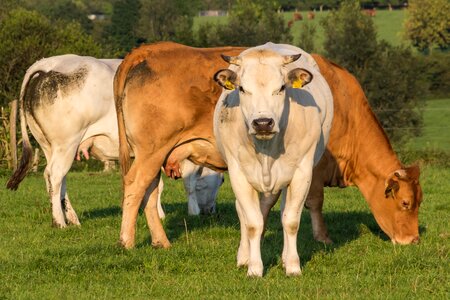 Agriculture animals livestock
