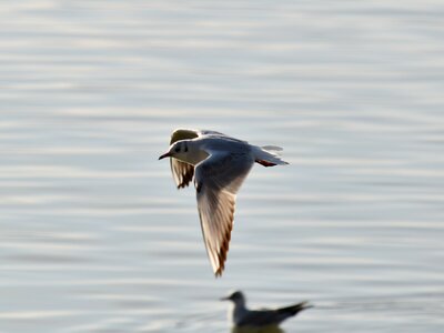 Migration movement overflight photo