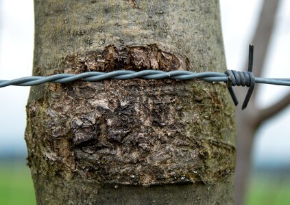 Close up wiring tree photo