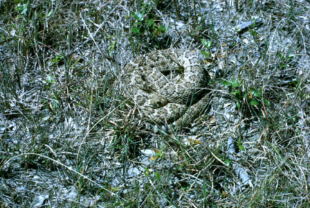 Western Diamondback Rattlesnake