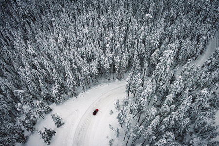 Road through Snow covered pine forest photo