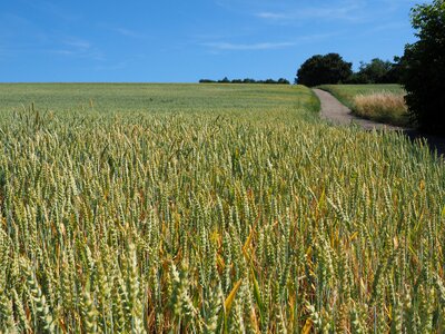 Ear grain cornfield