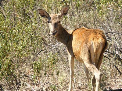 Nature animals mammals
