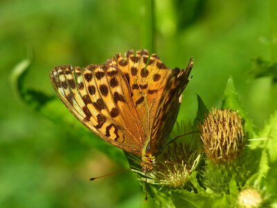 Insect animal nature