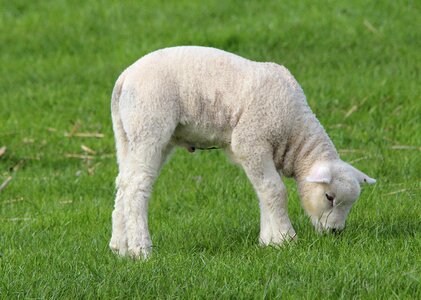 Sheep animal farm photo