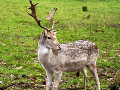 Fallow deer hirsch forest