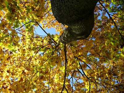High upwards view