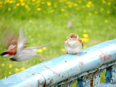 Beak animals nature photo