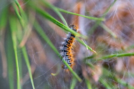 Butterfly insect thick caterpillar photo