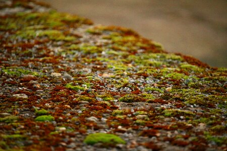 Stone weathered nature