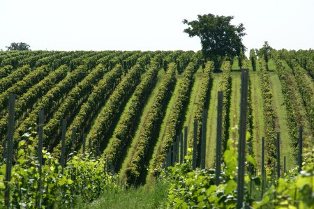 Vine rural green