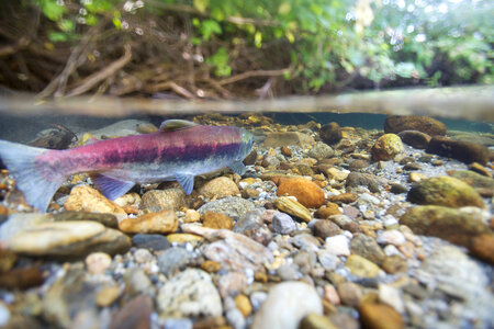 Sockeye salmon photo