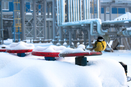 Bird on Valve in Snow
