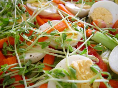 Diet food salad photo