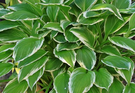 Green white schattenpflanze photo