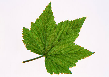 brightly green maple leaf isolated photo