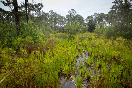 Wetland scenic