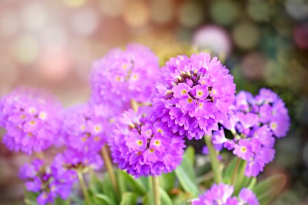 Spring spherical shape spring flowers photo