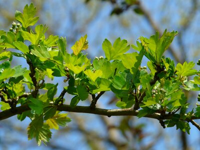 Bush leaves green