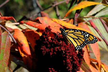 Autumn butterfly monarch photo