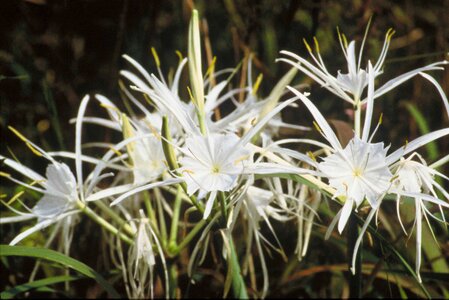 Crops flowers spider
