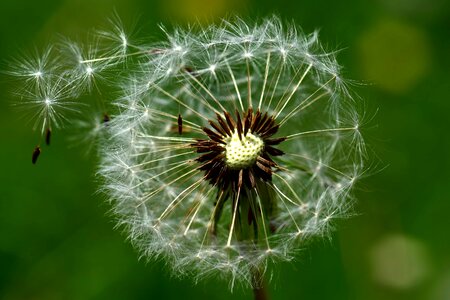 Beautiful Flowers beautiful photo blossom photo