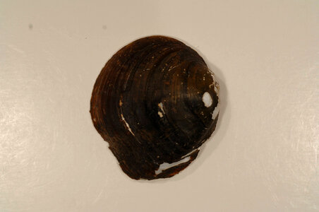 Obliquaria reflexa (outside)-1