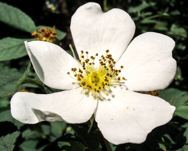 Flora flowers plant