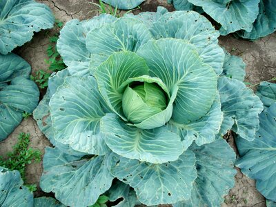 Cabbage plant vegetable