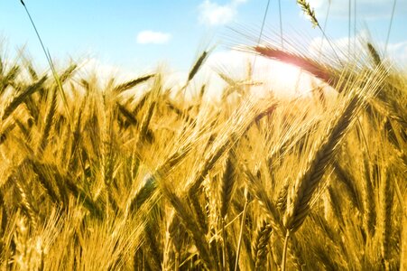 Agriculture beautiful photo cereal