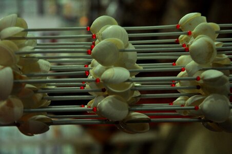 Shells Decoration