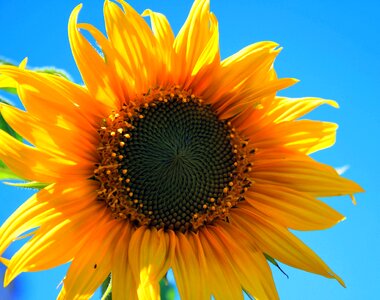 Yellow bright sunflower