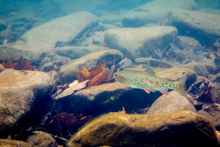 Rainbow trout-1 photo