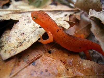 Wildlife amphibian lizard