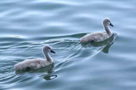 Swans water lake photo