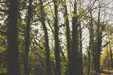 Green Trees in Forest photo