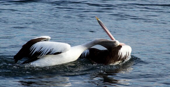 Tired water bird pelecanidae photo