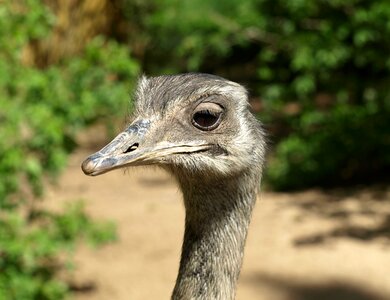 Big bird portrait rheidae photo