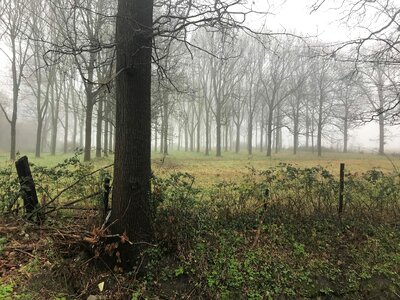 Fence fog forest photo