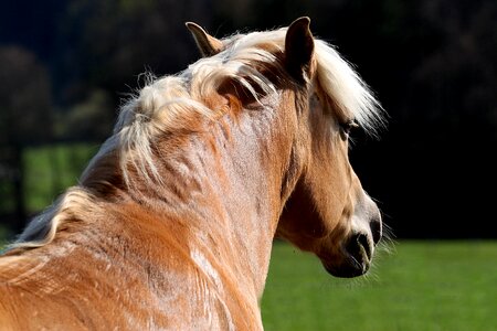 Pony wuschelig nice photo