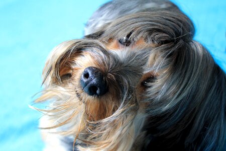 Companion domestic animals puppy