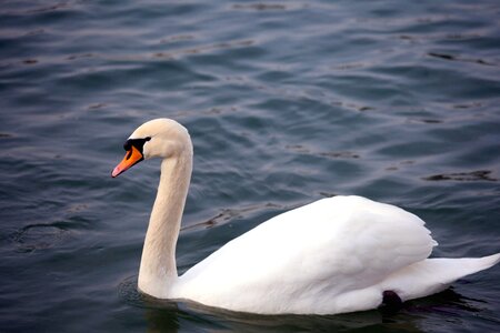 Beautiful Photo bird fauna photo