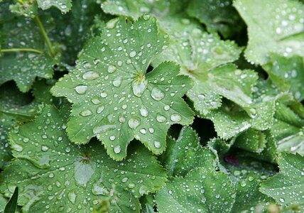 Rain raindrop drop of water