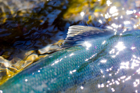 Sockeye salmon-2