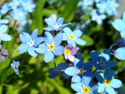 Blue blue stickseed hackelia micrantha